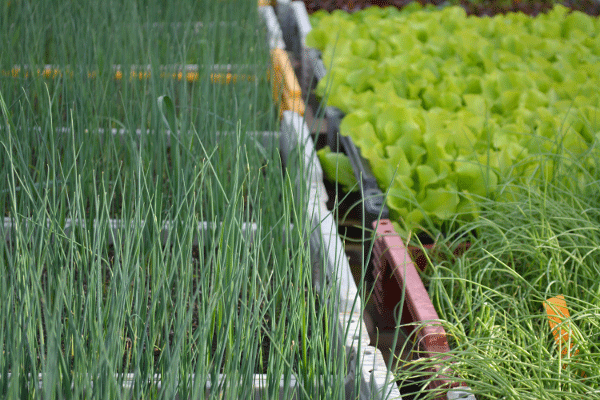 Integraler Gemüsebau ist Aquaponik aus Sicht der Landwirtschaft. Pflanzenbedürfnisse sind begrenzender Faktor im Bereich Hydroponic. Die aquaponische Academy vermittelt Anknüpfpunkte von Aquakultur zur Hydrokultur.